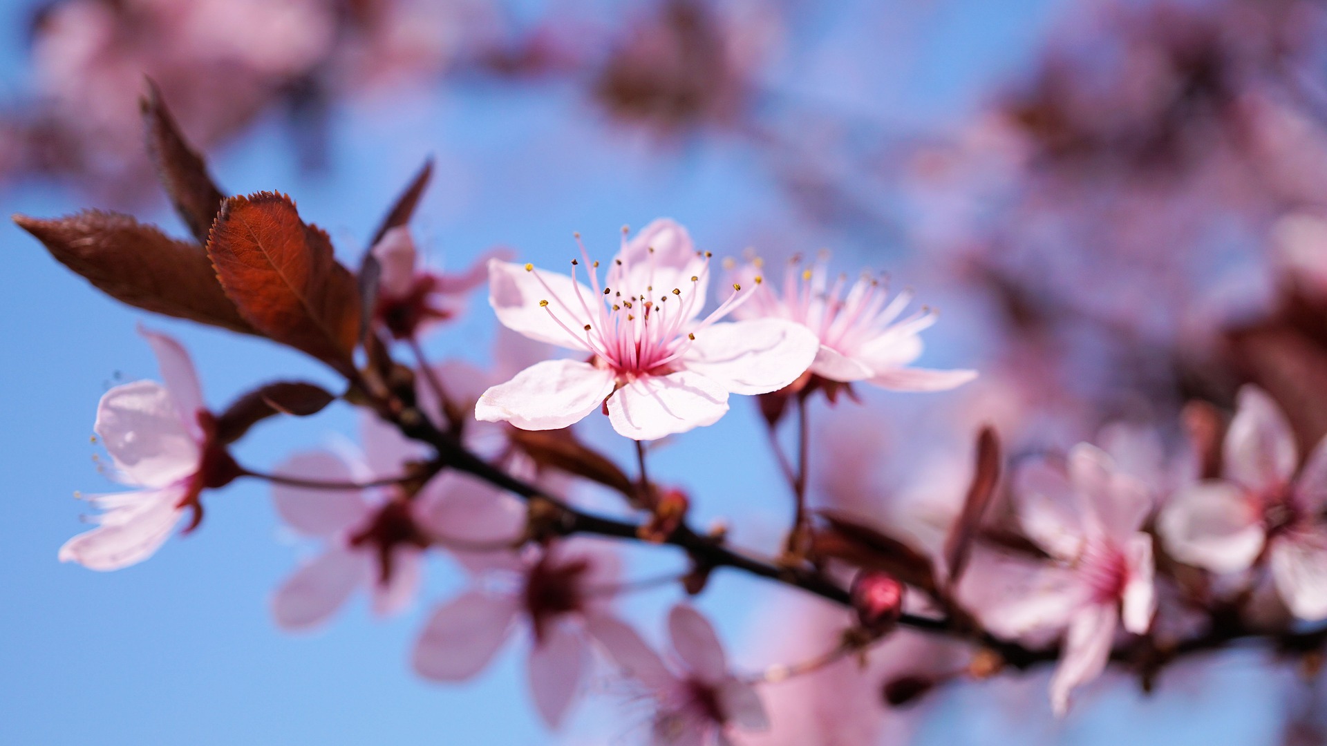 cherry-blossom-3308735_1920.jpg